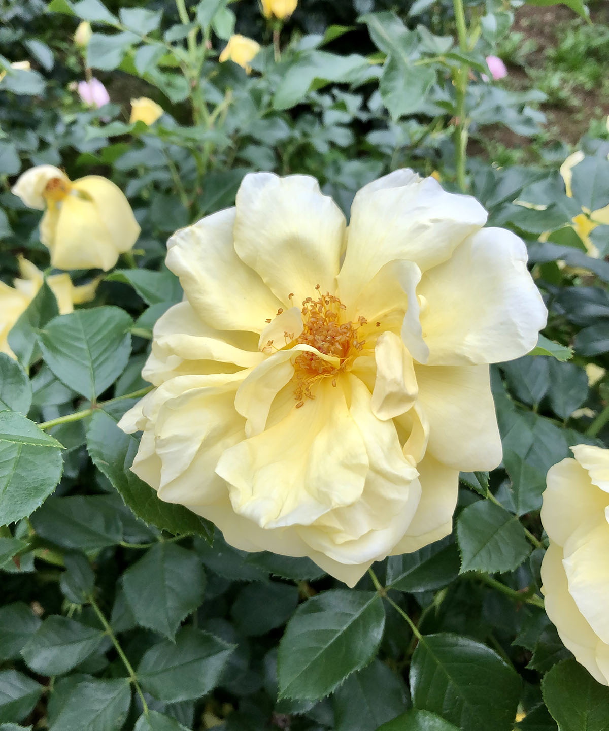 与野 バラ園